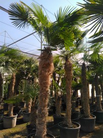 Trahycarpus Fortunei